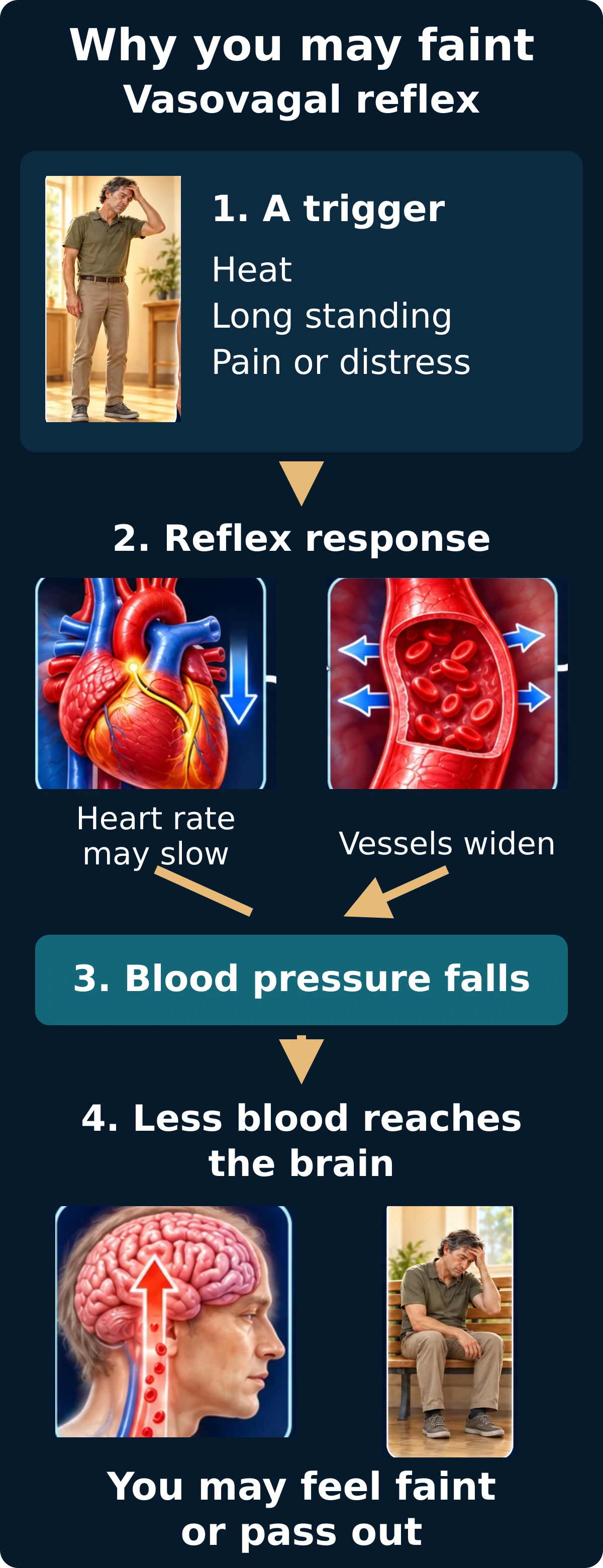 Vasovagal reflex diagram linking a trigger to vasodilation, possible heart-rate slowing, falling blood pressure, and reduced brain perfusion